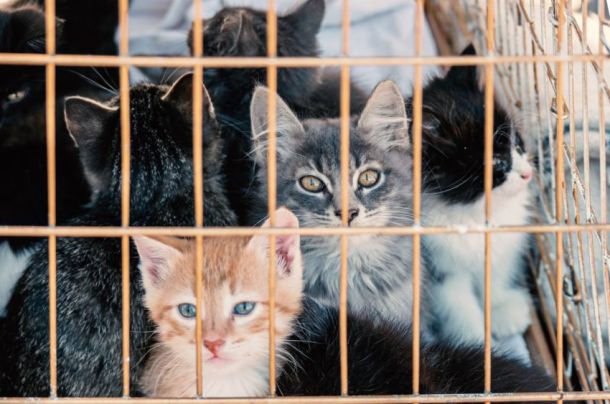 cats at shelter