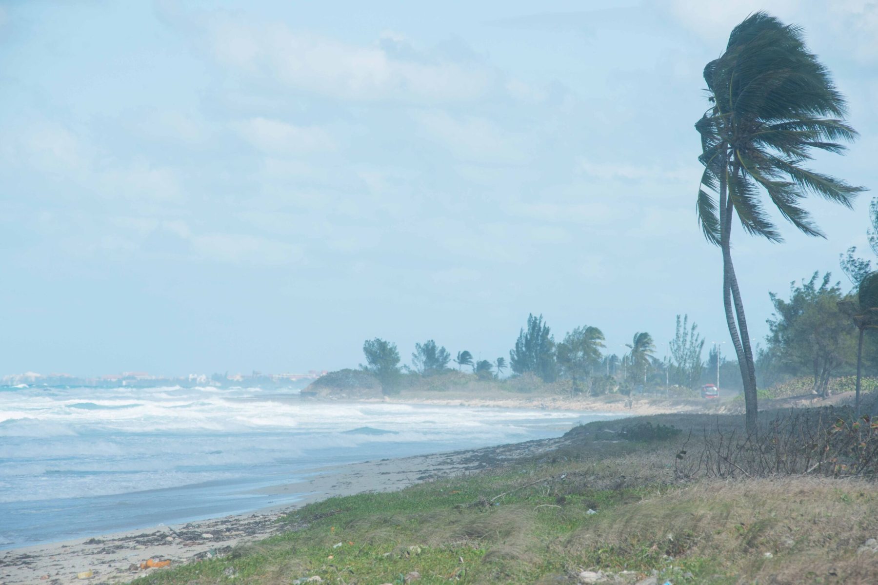 hurricane on the coast of America, strong wind, storm, palm trees, bad weather, Cuba, Florida, hurricane time