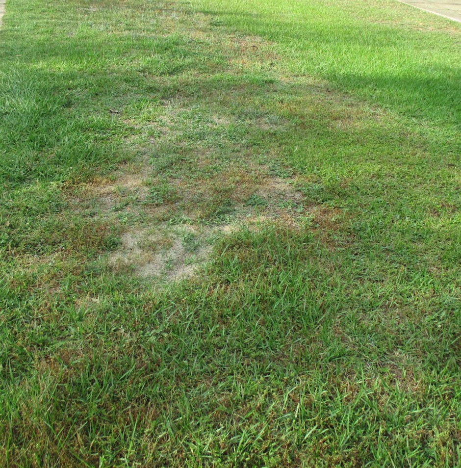 This is the type of lawn damage ground pearls can cause.