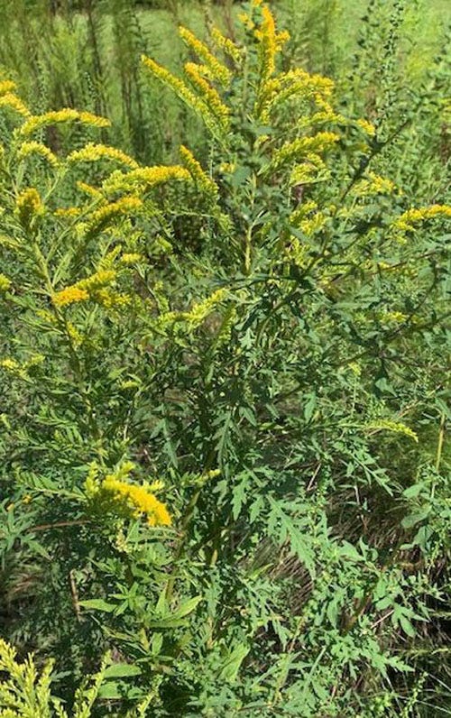 Goldenrod and ragweed are growing together in this field.