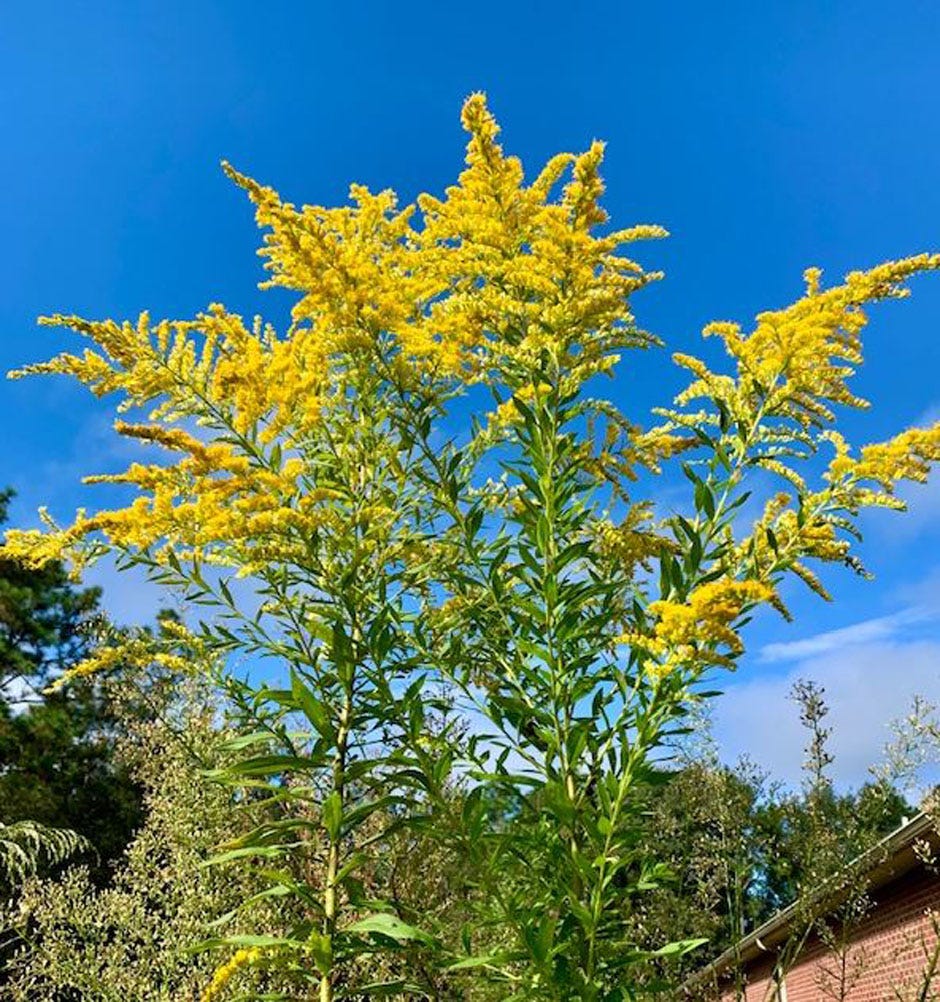 This is goldenrod in bloom.