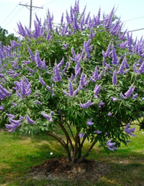 Easy-to-grow, drought resistant, and attractive to butterflies and bees, the chaste tree is a multi-stemmed small tree with fragrant, upwardly-pointing lavender blooms and gray-green foliage.
