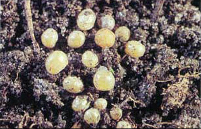 Ground pearls are small scale-like insects that bother centipedegrass roots.