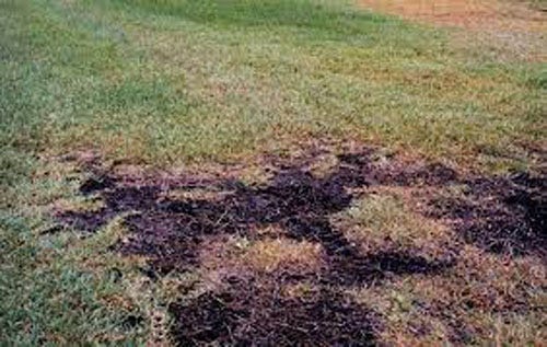 Take-all Root Rot, a common soil dwelling fungus, is difficult to control.