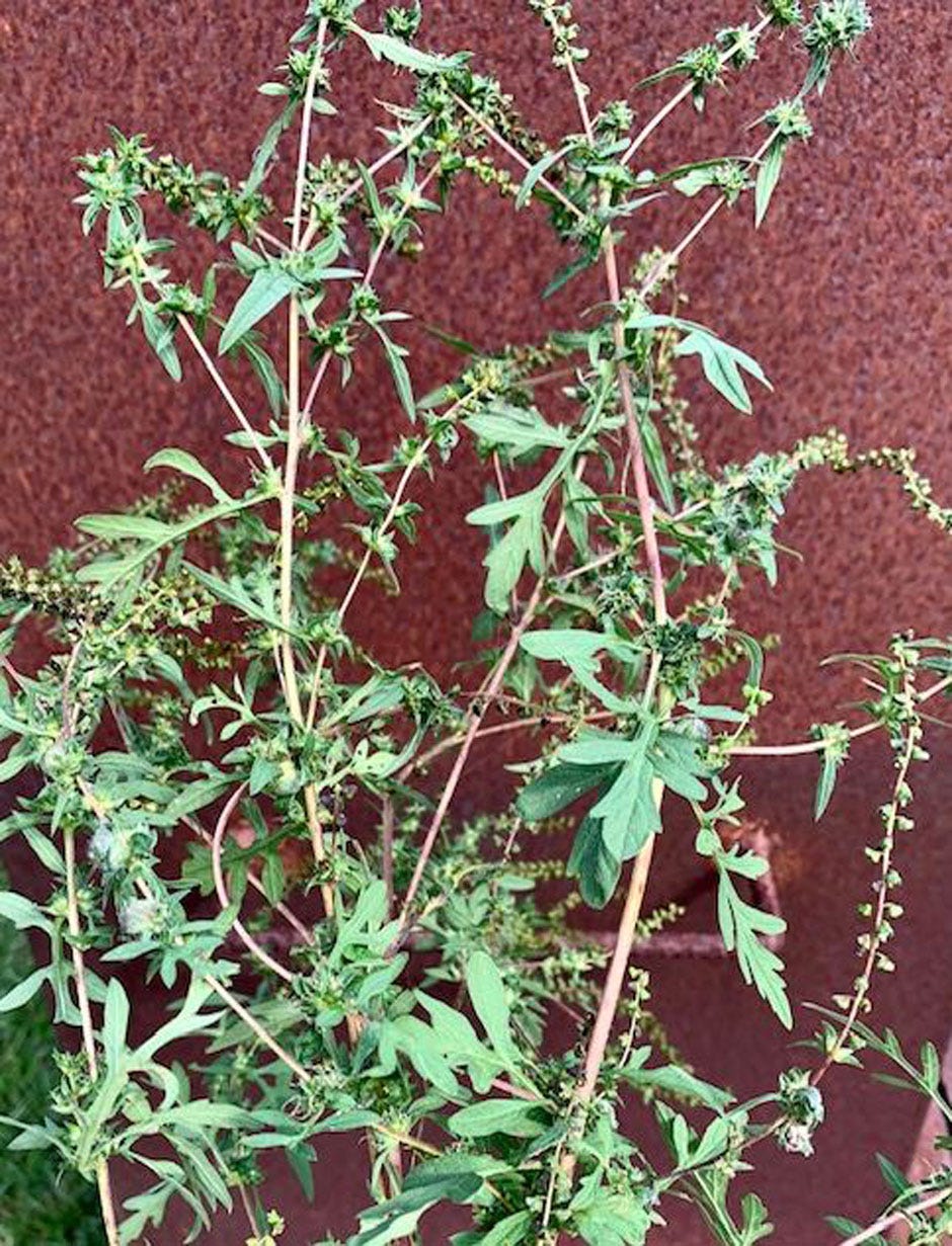 This is ragweed in bloom.
