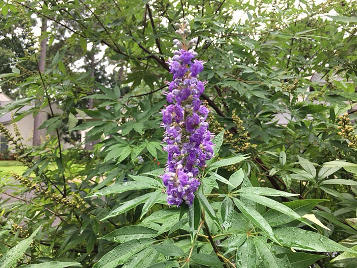 The sage-scented leaves of the chaste tree were once believed to have a sedative effect. It is more often planted where beekeepers visit in order to promote excellent honey production, or simply included in the landscape for its showy, summer display of violet panicles.