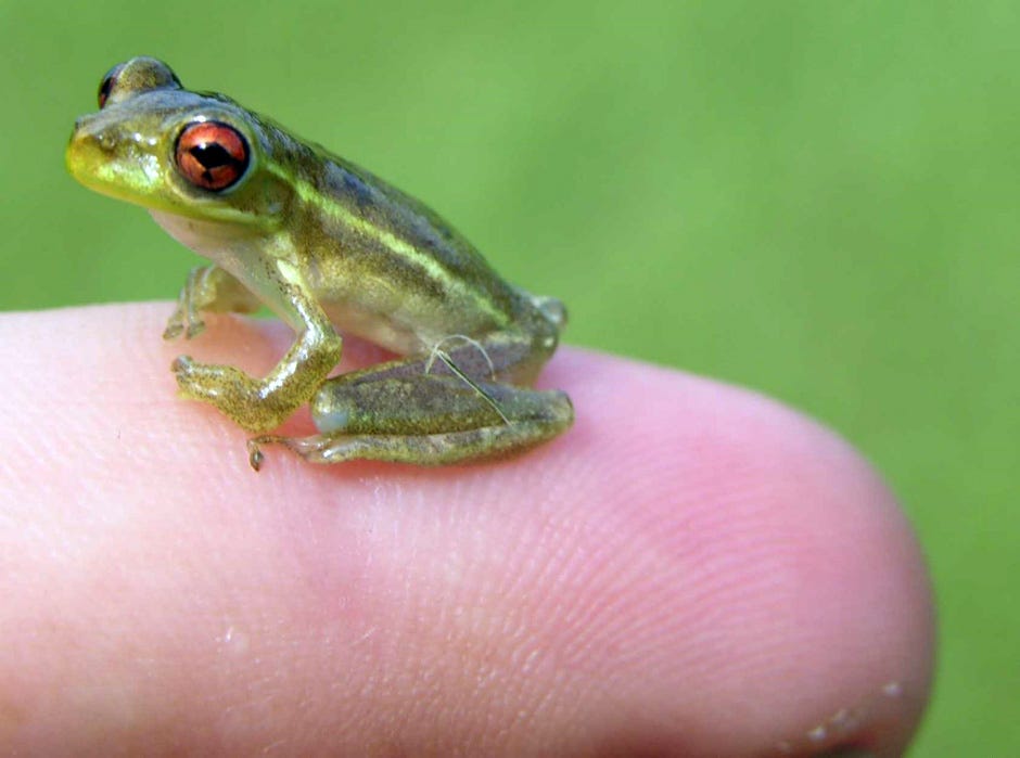 This is a juvenile Cuban treefrog. They eat native Florida frogs and even small snakes, and females can lay over 10,000 eggs per season in small amounts of water.