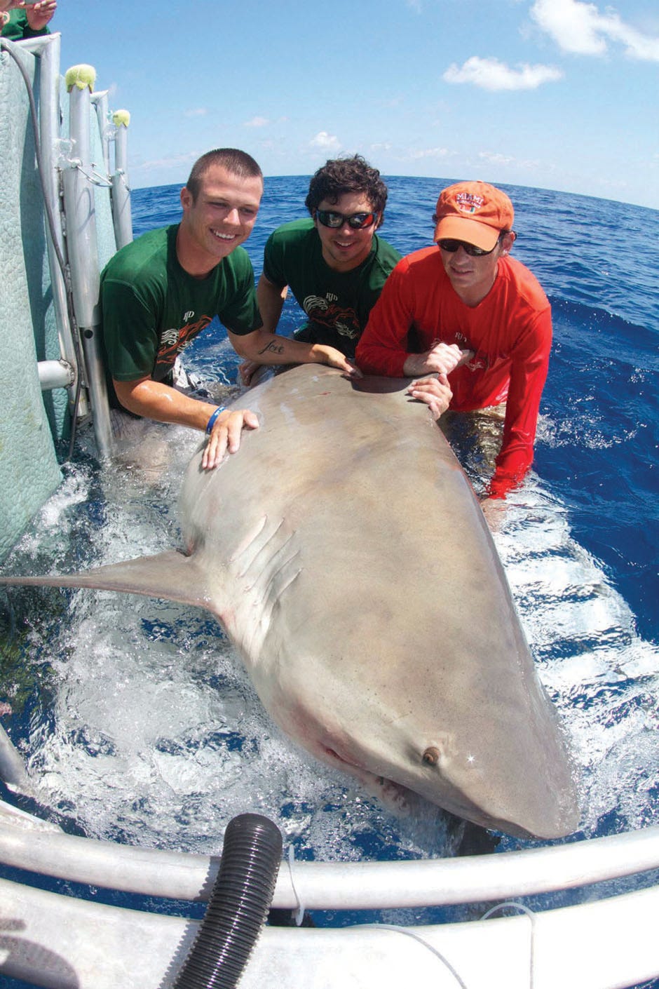 Florida bull sharks are one of the 12 species in Northwest Florida.