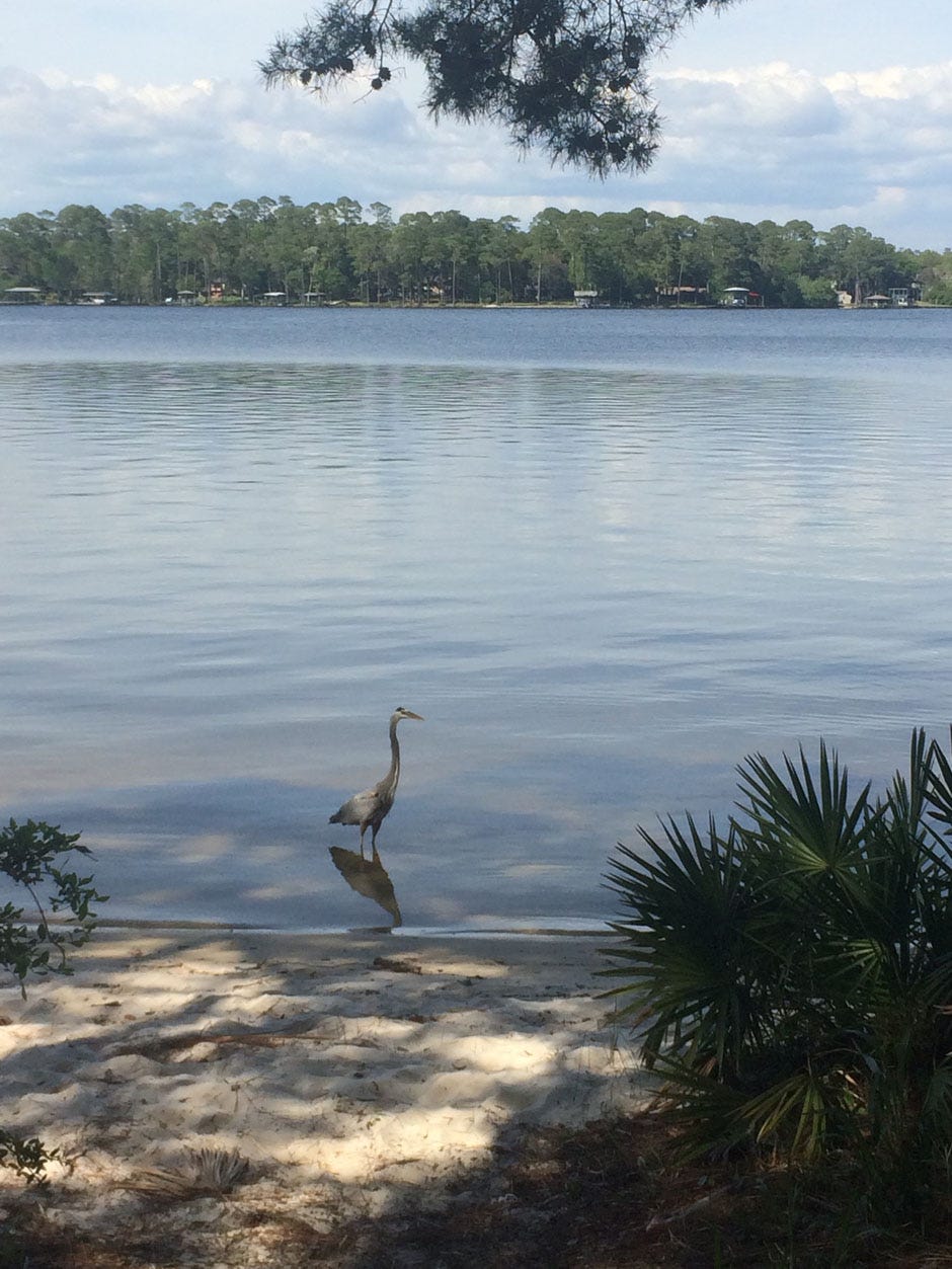 A Great Blue Heron hunts the shoreline of the Choctawhatchee Bay.