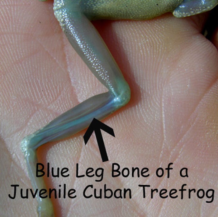Blue leg bones in juveniles are one of the ways the Cuban treefrog may be identified.