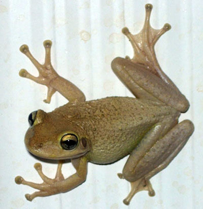 The Cuban treefrog is considered an invasive species in Florida.