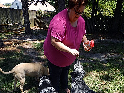 Crestview resident Lori Phillips, a volunteer pet sitter with Guardian Angels for Soldier's Pet, feeds Dizzy and Zoe, black-and-white spaniel mixes she's watching while their Air Force owners are deployed.