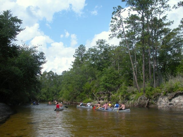 Pack a picnic lunch to enjoy on the Blackwater River's sugary-white sandbars on a canoeing daytrip in the Blackwater River State Forest west of Holt.