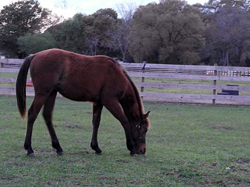 Safe Haven Horse Rescue Center co-owner Jim Bryan says the nonprofit is a sort of "underground railroad" for equines who otherwise would be slaughtered. An estimated 30 veterans benefit from its Haven for Heroes program, which offers PTSD therapy.