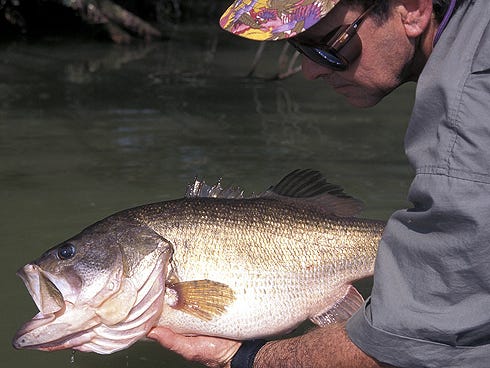 Carefully catching and releasing larger bass anglers can help ensure a quality bass fishery for current and future generations.