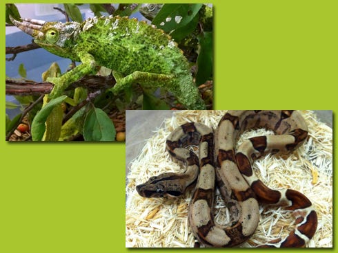 The Jackson's chameleon and red-tailed boa constrictor are among reptiles that will be on display during ReptiDay.