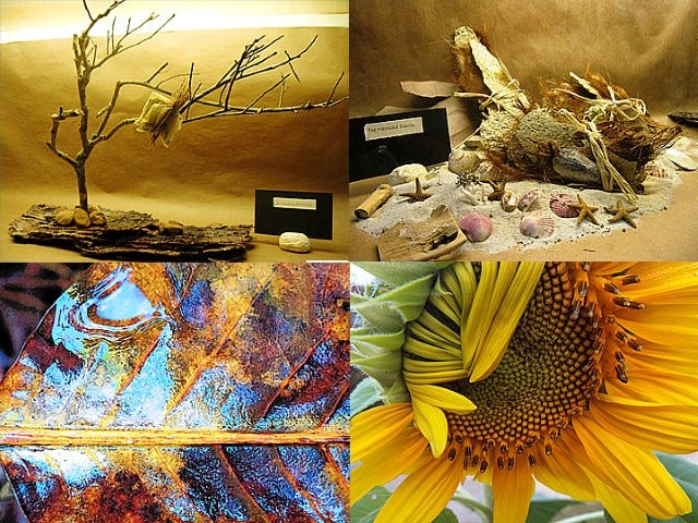 Top, Carolyn Stewart's book-binding art combines with natural elements in these sculptures currently displayed in the Crestview Public Library. Bottom, Opal Westmoreland captures images of nature in her evocative photography, now hanging on the library's north exhibit wall.