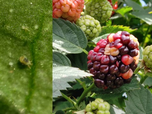 LEFT: Two-spotted spider mites like this one feed by sucking fluid from plants, and they leave tiny marks on the leaves that show up as yellowed areas, which look mottled or stippled. Large infestations also leave fine webbing on the leaves and stems they inhabit. RIGHT: This blackberry shows signs of mite damage.