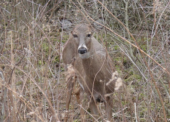 The Florida Fish and Wildlife Conservation Commission is looking to hunters to help monitor the state’s deer herd this coming season for chronic wasting disease.
