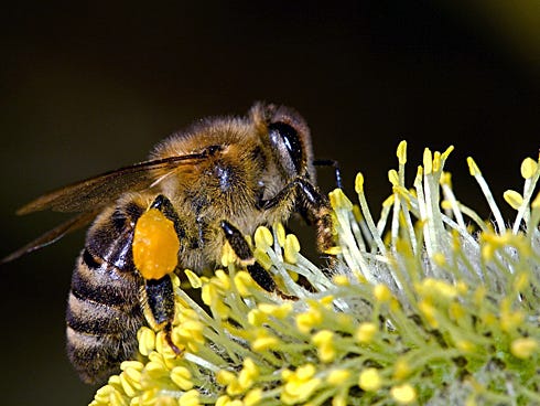 Bees are the overwhelmingly dominant pollinator for most food crops, but native bee populations are declining due to habitat loss. One approach to entice these pollinators is to select diverse plants — those with different flower sizes, shapes and colors — and choose various plant heights and growth habitats.