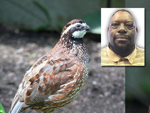 Quail photo by BS Thurner Hof | WikiCommons. Inset: Darryl Williams | Special to the News Bulletin