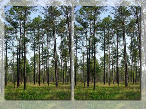 Longleaf pine forests have almost vanished, but a coordinated, USDA-led conservation effort is helping this Southeast ecoystem recover in Florida and eight other states.