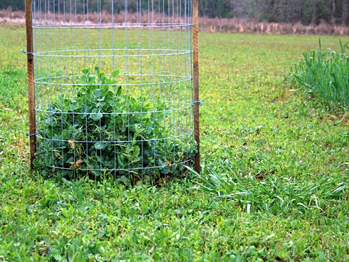 This exclusion cage on the Quincy food plot shows how much planted forage was eaten by wildlife.