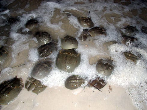 Horseshoe crabs congregate along a beach at night during mating season.