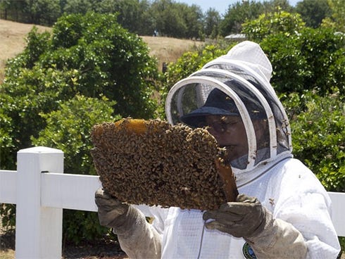 Four classes are available next month for Northwest Florida residents who want to learn more about beekeeping.