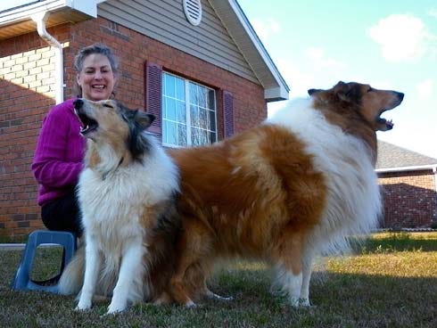 Janice Marcus credits affection from her collies Jasmine, left, and Shane for her speedy recovery after a serious illness.