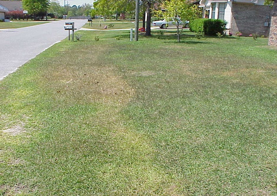 Northwest Florida lawns that were well fertilized in the spring and summer don't require fertilizer after they become dormant, Larry Williams of the Okaloosa Extension office said. [CONTRIBUTED PHOTO]