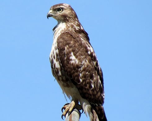 A University of Florida study determined birds may avoid habitat near noisy highways due to inability to hear other birds' warnings of deadly attackers, like the hawk pictured here.