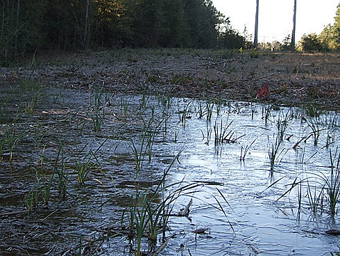 Icy wetlands appear near Valley Road in Crestview, during a cold snap in previous years. In addition to being called the Hub City, Crestview has been referred to as "the ice box of Florida."