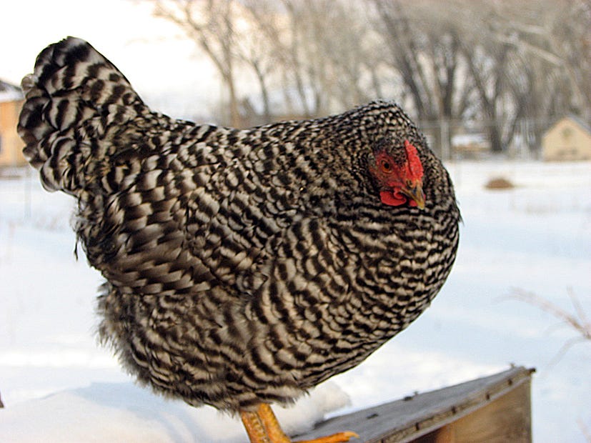 Chicken breeds up for auction Oct. 29 in Bonifay include Dominique, pictured; Golden Laced Wyandotte; Light Brahma; Pearl White Leghorn; Polish Top Hat; and Rhode Island Reds.