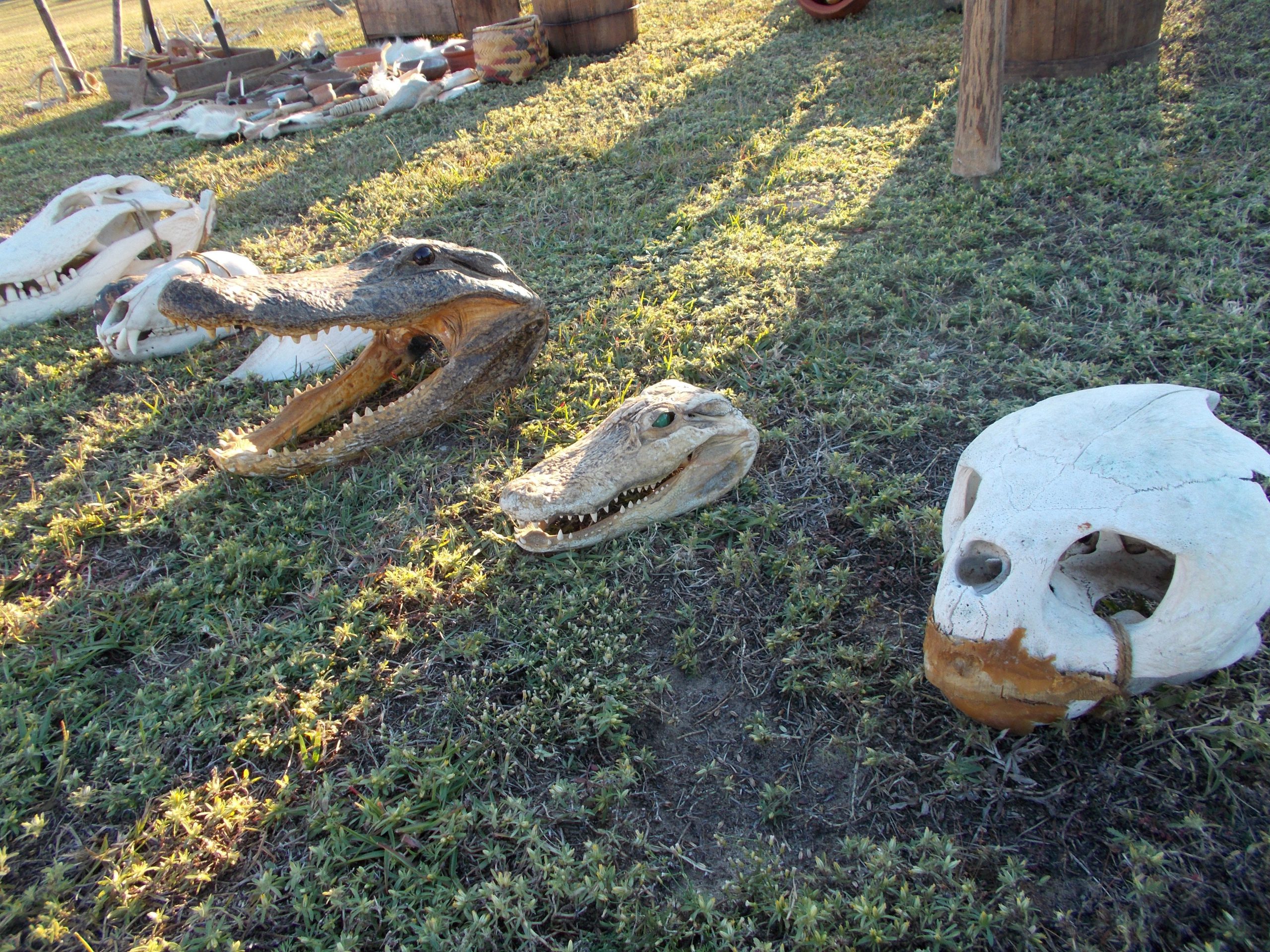 Alligator heads and animal skulls were displayed at the Full Moon Indian Hunting Camp, that took place on Monday in front of the Crestview Community Center.