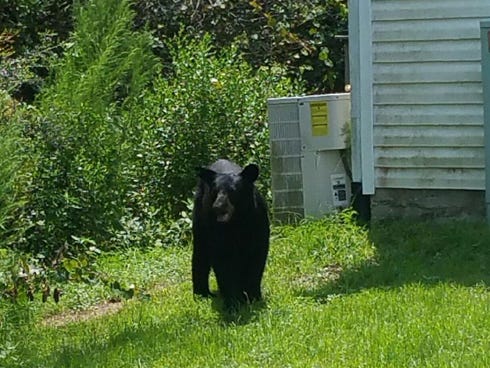 Angela Livingston spotted this black bear last weekend outside her Rolling Pines Townhomes residence off Redstone Avenue in Crestview. She said she's concerned about neighborhood children. "School is getting ready to start, and the kids are having to walk from here to Riverside and Shoal River (schools)," Livingston said.