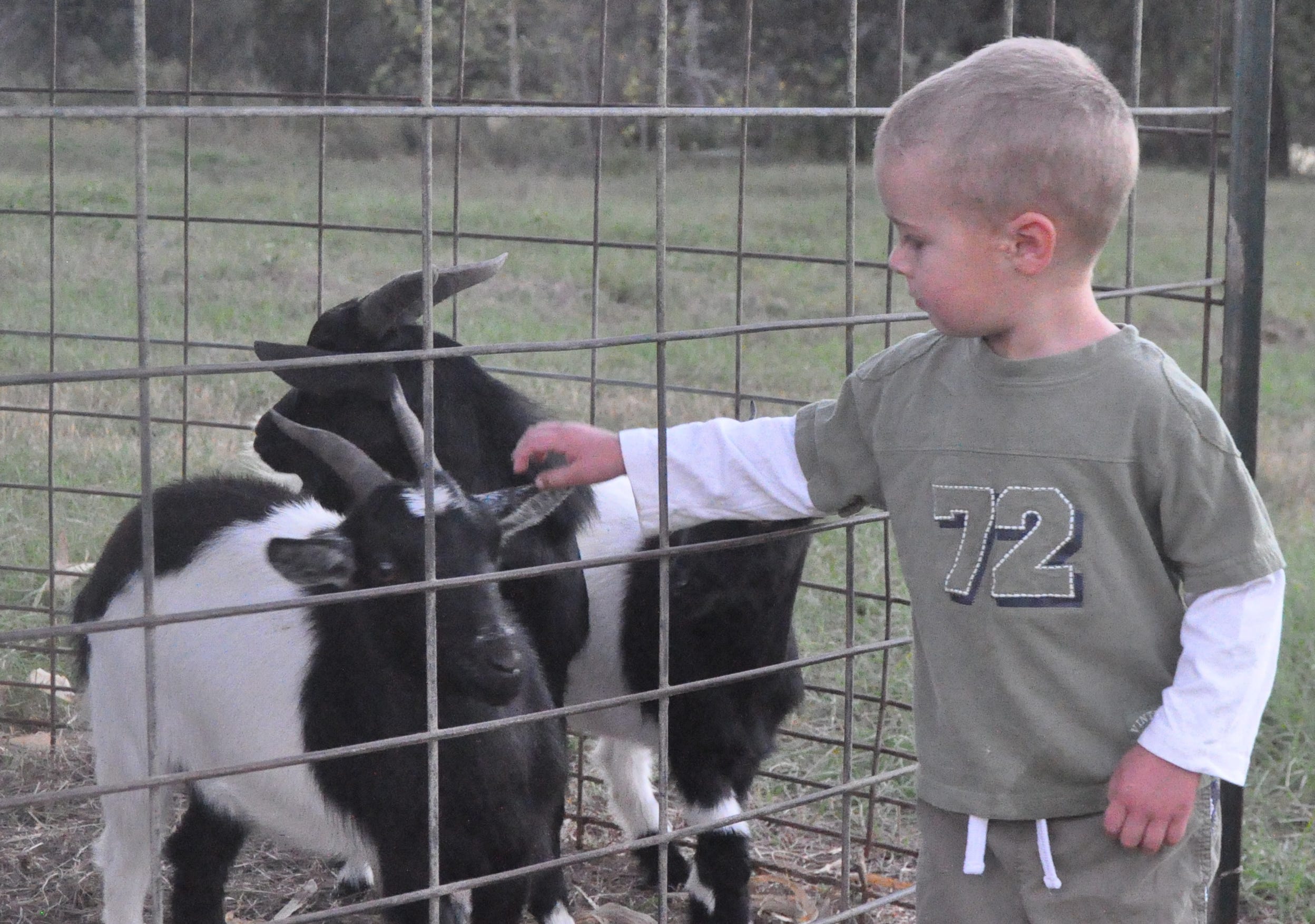 Will McGowan, 2, pets a goat at the Murder Creek Cornfield Maze north of Crestview.
