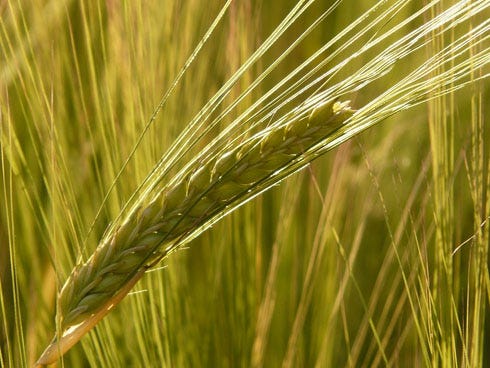 A new test could save time and money diagnosing plant viruses, some of which can destroy millions of dollars in crops each year in Florida, says a University of Florida Institute of Food and Agricultural Sciences researcher.