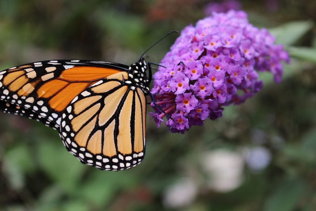 Butterflies, such as this monarch, are important pollinators; good indicators of the ecological quality for a habitat, as important components of the food chain; colorful, aesthetically pleasing, fun to watch; and a backyard, park or schoolyard favorite of children and adults.