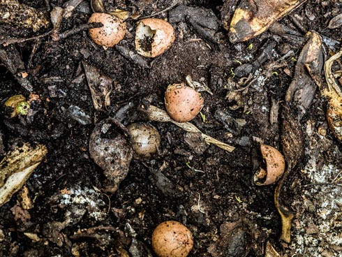 Grass clippings, leaves and egg shells are just a few examples of organic matter suitable for composting.
