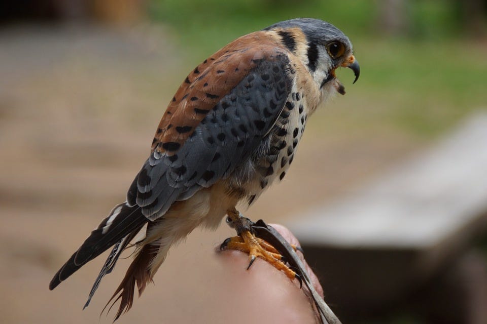 Management of the American kestrel and other types of wildlife will be discussed at a seminar set for 8:30 a.m. Oct. 20 at the University of Florida Institute of Food and Agricultural Sciences Extension office in Crestview.