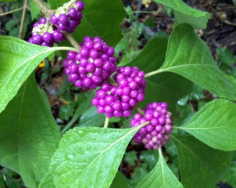 The American beautyberry's royal-colored fruit persists all winter long. (Special to the News Bulletin)