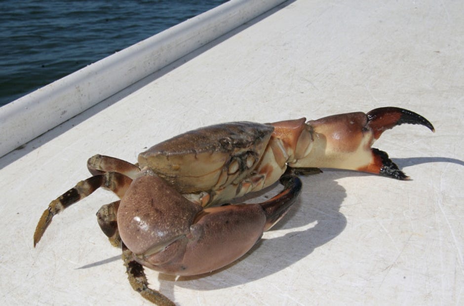 Recreational and commercial stone crab claw harvest season opens Oct. 15 in state and federal waters. (Florida Fish & Wildlife Conservation Commission | Special to the News Bulletin)