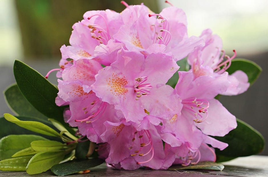 The Okaloosa County Master Gardeners Lecture Series, "Native Azaleas and Rhododendrons,” is set for 10-11 a.m. Oct. 19 at the Crestview Extension Office, 3098 Airport Road, Crestview. (PIXEL2013 | Pixabay.com)