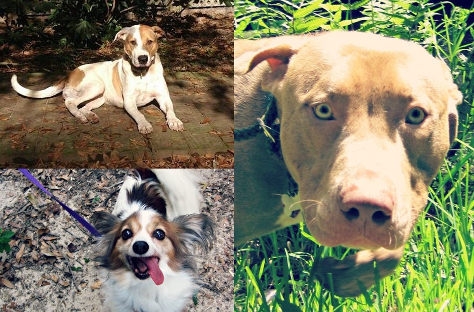 Many breeds and sizes of dogs are available for adoption from the Panhandle Animal Lovers dog shelter. Clockwise, from top left, are Natasha, Rufus and Fluffy. Visit the PAL website (http://awos.petfinder.com/shelters/FL638.html) for more information. PAL | Special to the News Bulletin