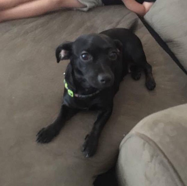 Delilah has been missing since Sept. 27. Special to the News Bulletin