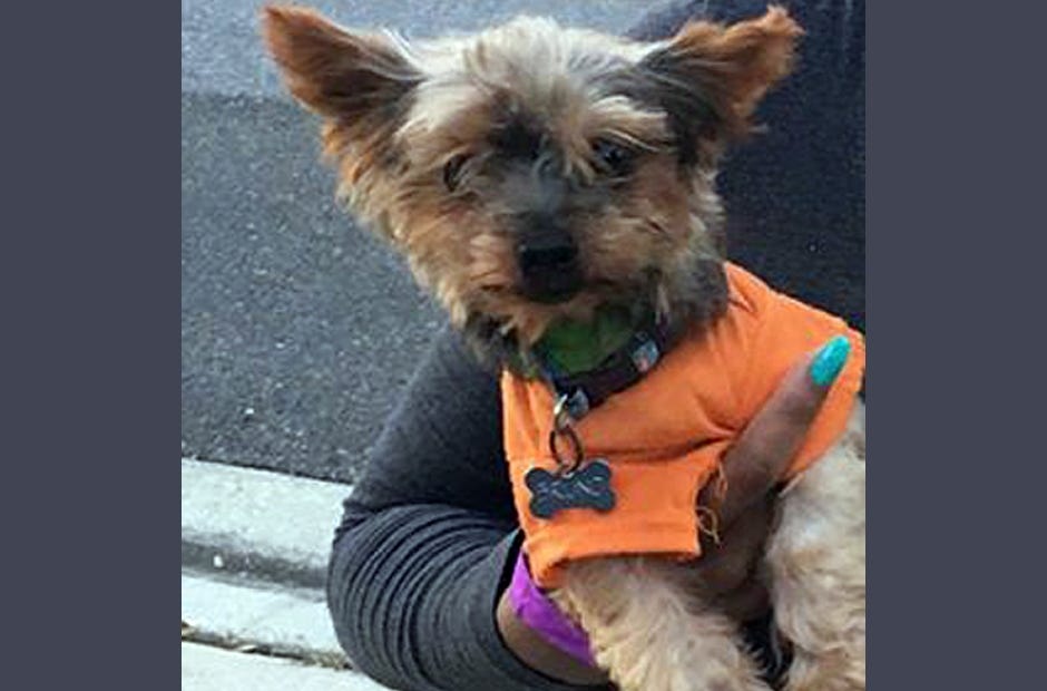 Bruno, a Yorkie owned by the Slinkey-Fuller family in Crestview, has been missing since Oct. 24. Contact Melanie Slinkey-Fuller, 928-551-0066, if you have information on Bruno's whereabouts. Special to the News Bulletin