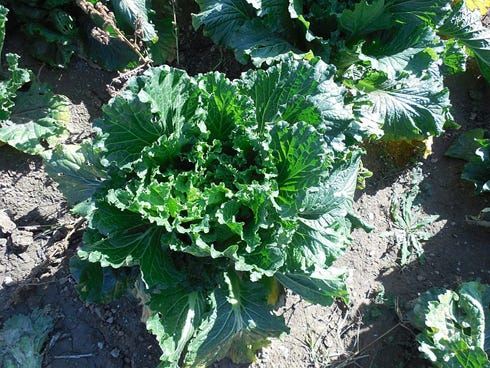 It hasn’t gotten too hot yet, so you can still find a few cooler-season crops such as lettuce, kale, bok choy (pictured) and carrots at local farmers markets.