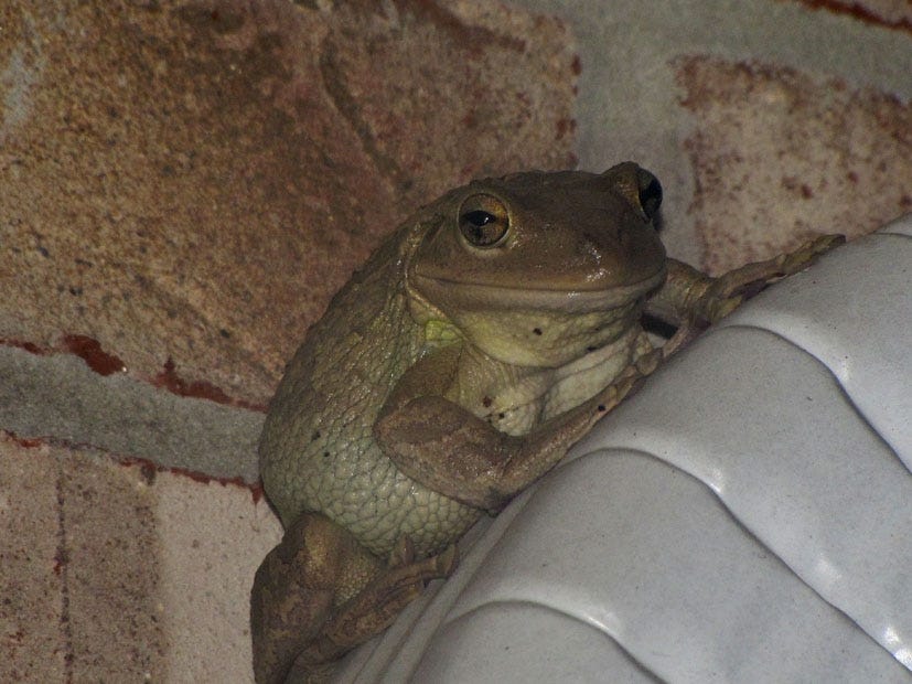 This sighting of an exotic Cuban treefrog in Crestview is a first for North Okaloosa. Special to the News Bulletin