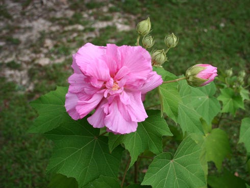"I love ours," Cam Milligan Sasser, of Crestview, said of the Confederate rose on the News Bulletin's Facebook page. "It blooms throughout the month of October. Sometimes, a freeze comes and ruins all the remaining flower buds and that's it for the season, but usually it's done blooming by the time it freezes."